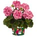 Зональная, кустовая пеларгония (герань) Big EEZY Pink